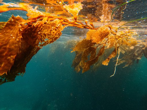 Unveiling the Hidden World: The Splendor of Underwater Plants in the Ocean