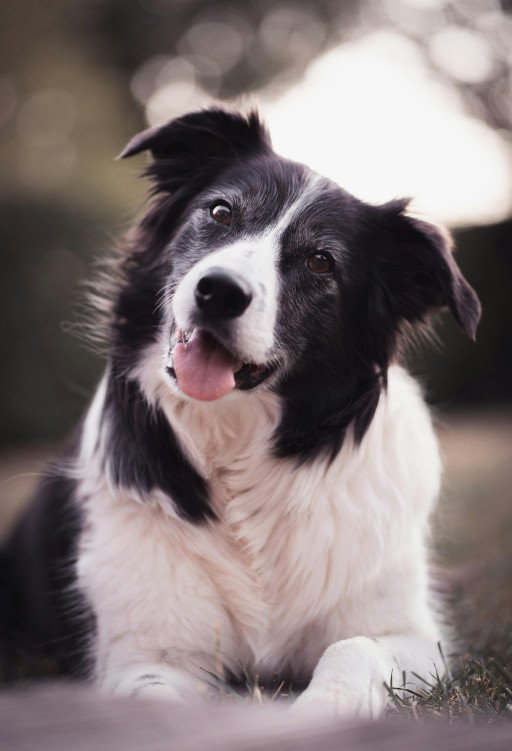 The Majestic Allure of the Black and White Border Collie