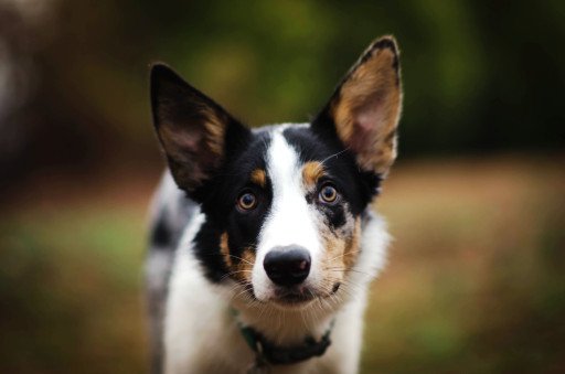 The Comprehensive Guide to Lilac Merle Border Collies: An Exquisite Canine Breed