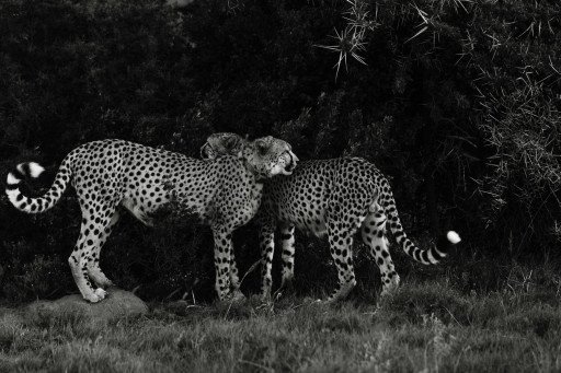 Amur Leopard Predator Dynamics