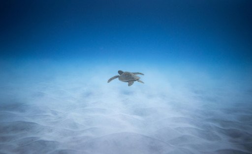 Loggerhead Sea Turtle Conservation
