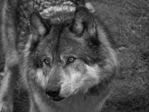 Understanding the Intricacies of Wolf Behavior