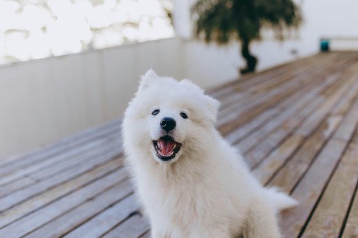 The Comprehensive Guide to Samoyed Mixes: Discovering the Perfect Canine Companion