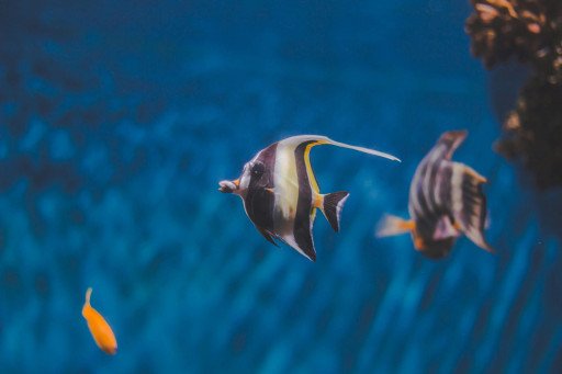 Understanding Fish Behavior: An In-Depth Analysis