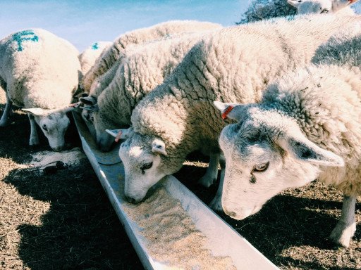 The Comprehensive Guide to Ovine Nutrition: Understanding What Sheep Eat